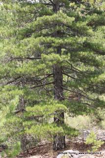 rrente Quarantore-05-08-2015 17-25-26